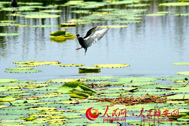 b1372db30a02b9b805925be922f49d8b_LOCAL16561621560374ENSVSEHP0.jpg b1372db30a02b9b805925be922f49d8b_LOCAL16561621560374ENSVSEHP0.jpg