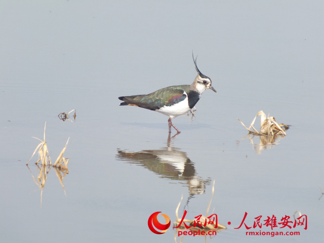 cba80e6d32217ca546995318123516ea_LOCAL1656162288146G5VZ6CVAA9.jpg cba80e6d32217ca546995318123516ea_LOCAL1656162288146G5VZ6CVAA9.jpg