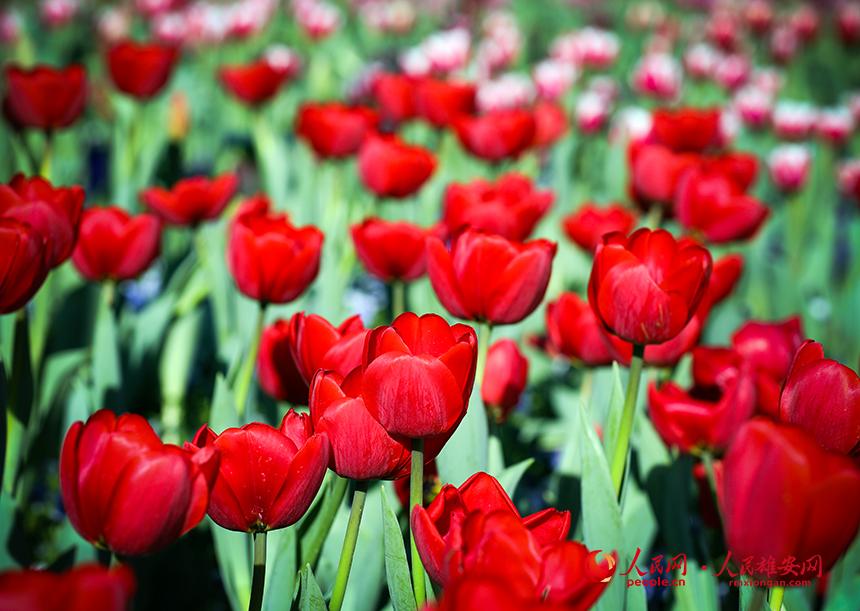 雄安悅?cè)莨珗@郁金香盛放。人民網(wǎng)宋燁文攝