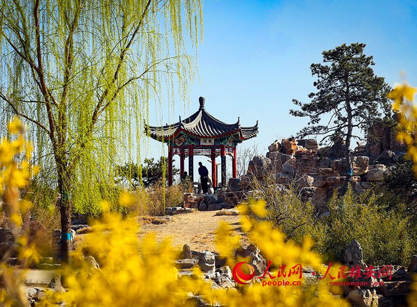 雄安郊野公園內(nèi)迎春花開，柳樹抽芽。人民網(wǎng)宋燁文攝