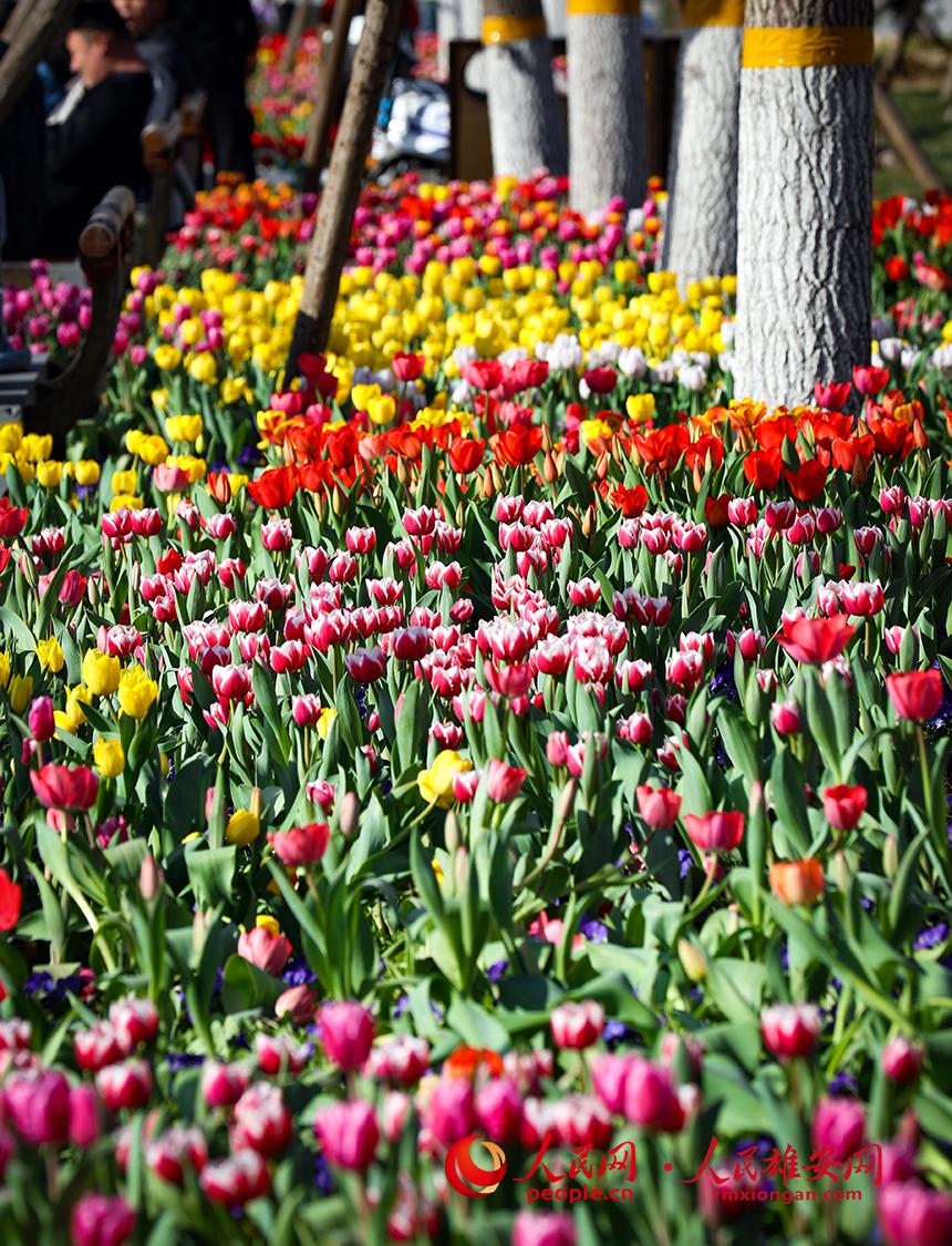 雄安悅?cè)莨珗@郁金香盛放。人民網(wǎng)宋燁文攝