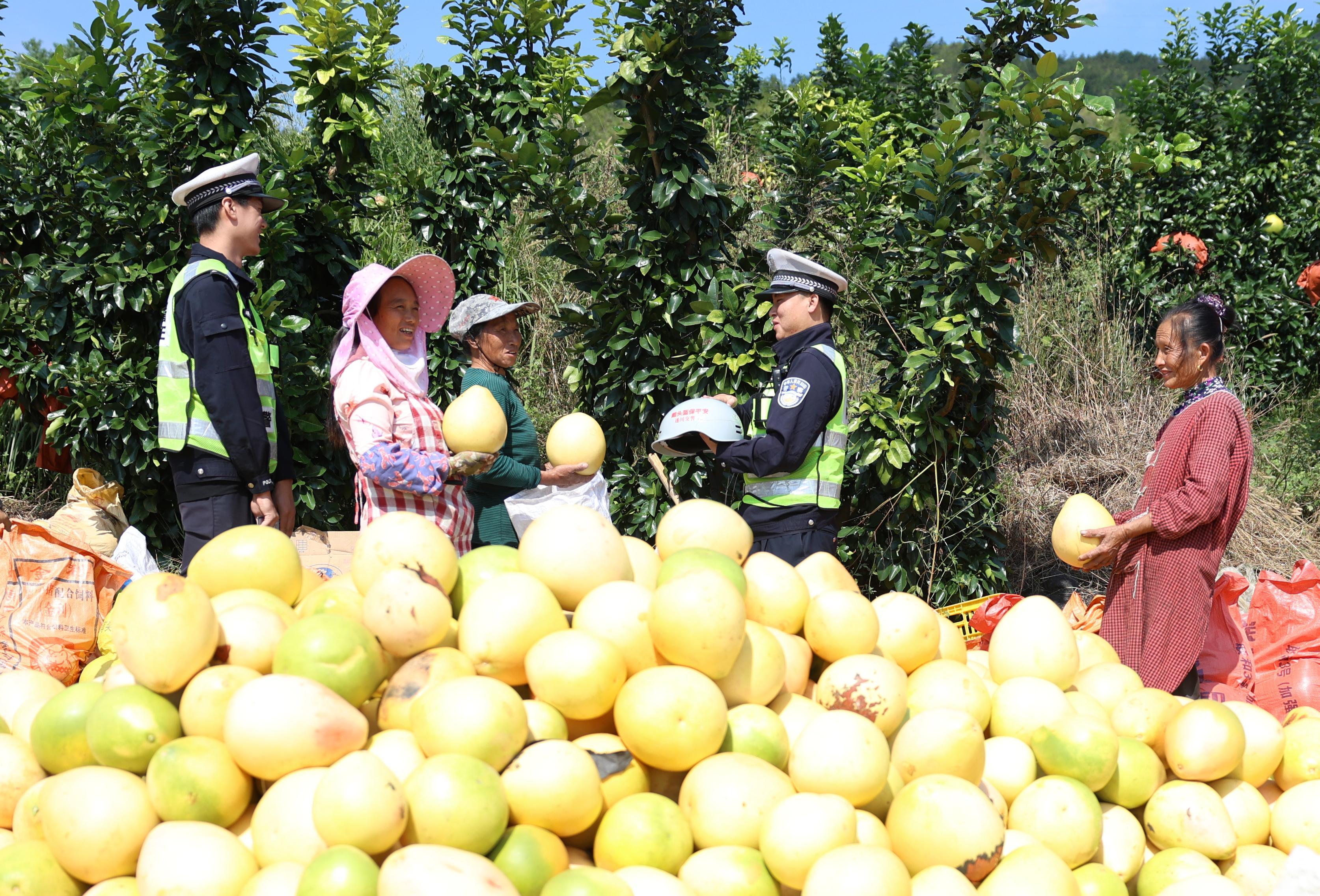 江西遂川：蜜柚園里話平安